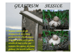 GEASTRUM SESSILE - La Historia del Bihotz Gaztea