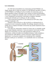 cromosomas - Liceo 7 – Paysandú