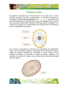 Citoplasma y citosol