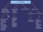 CITOPLASMA (entre las membranas plasmática y nuclear