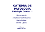 Patologia Celular 1 - Blog 5 Semestre UCIMED I-2011