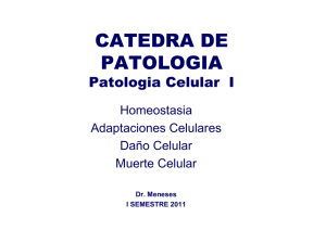 Patologia Celular 1 - Blog 5 Semestre UCIMED I-2011