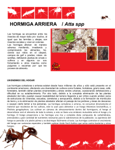 HORMIGA ARRIERA / Atta spp
