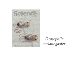 Algo más sobre Drosophila