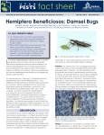 Hemiptera Beneficiosos: Damsel Bugs