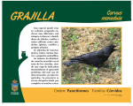 Corvus monedula - Zoo de Guadalajara