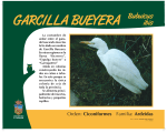 GARCILLA BUEYERA.p65