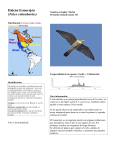 Halcón Esmerejón (Falco columbarius)