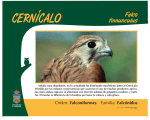 Falco tinnunculus - Zoo de Guadalajara