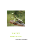 insectos - Nagusia