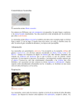 Características Cucarachas Alimentación Respiración Cucarachas