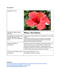 Hibiscus (Rosa Sinensis)