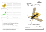 los insectos - Ayuntamiento de Tres Cantos