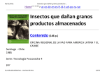 (Insectos que da\361an granos productos almacenados