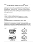 How Can Karyotype Analysis Detect Genetic Disorders