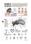 Anatomía de los insectos - ies "poeta claudio rodríguez"