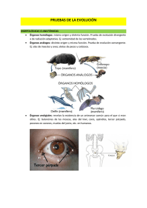 pruebas de la evolución