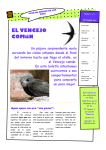 EL VENCEJO COMúN - Asociación Española de Educación Ambiental