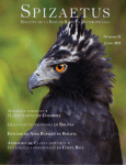 El águila arpía (Harpia harpyja) y el águila iguanera (Spizaetus