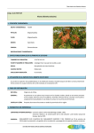 Ailanto (Ailanthus altissima)