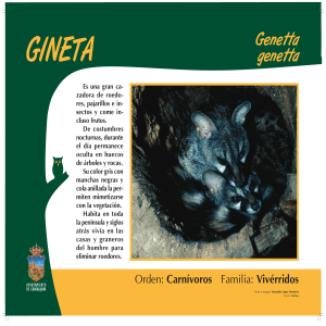 Genetta genetta - Zoo de Guadalajara