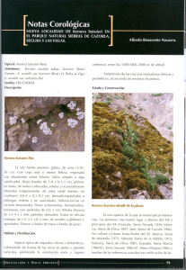 Kernera saxati/is subsp. boissieri (Reut.)