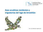 Aves acuáticas residentes y migratorias del lago de Amatitlán