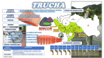 Trucha - Sierra Exportadora