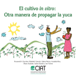 El cultivo in vitro: Otra manera de propagar la yuca