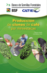 Producción de clones de café por miniestacas
