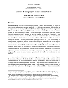 12. CEBOLLA-COSECHA Y CURADO, G. Fornaris