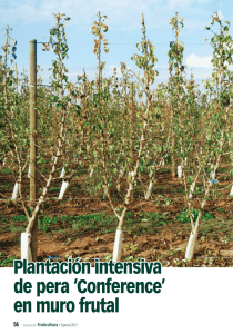 Plantación intensiva de pera `Conference` en muro frutal