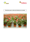 Manual Anthurium pot plants SPA