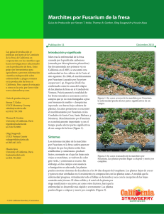 Marchites por Fusarium de la fresa