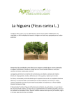 La higuera (Ficus carica L.)
