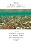 The tropical seagrasses of the Western Atlantic