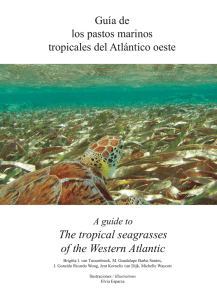 The tropical seagrasses of the Western Atlantic