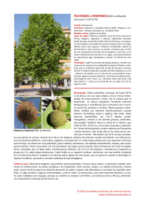 Platanus x hispanica - Árboles ornamentales