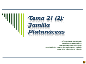 Familia Platanáceas - Escuela Técnica superior de Ingeniería