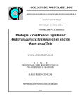 Biología y control del agallador Andricus quercuslaurinus en el