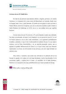 Livistona decora (W. Bull) Dowe Se trata de una palmera