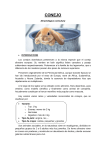 conejo - Clínica Veterinaria Burjassot
