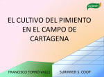 3. Cultivo del pimiento en el campo de Cartagena