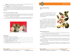 06ok feijoa.cdr - Estación Fitopatolóxica do Areeiro