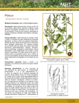 Paico Chenopodium chilense Schrad
