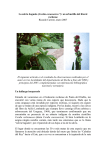 La salvia baguala (Cordia curassavica *): un arbustillo del litoral