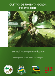 Manual técnico para productores - Cultivo de la Pimienta Gorda