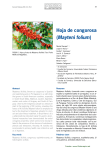 Hoja de congorosa (Mayteni folium)