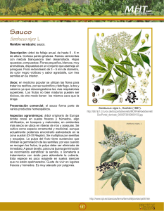 Sauco Sambucus nigra L.