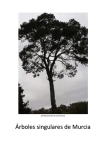 Árboles singulares de Murcia